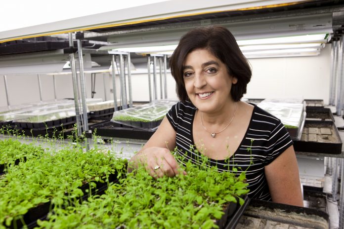 Joanne Chory in green-house