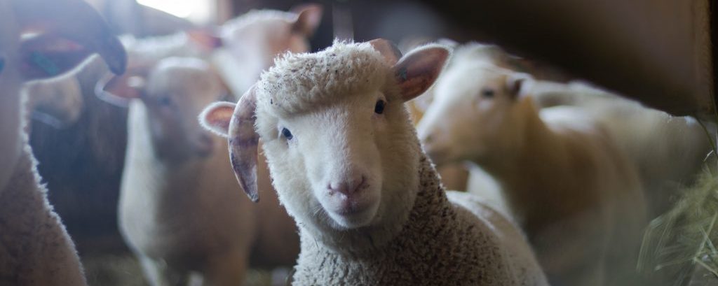 Ripping apart your inner sheep – break your chains and find your true purpose