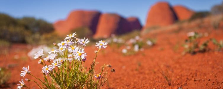 Doctors are starting to understand the incredible power of Aboriginal healers