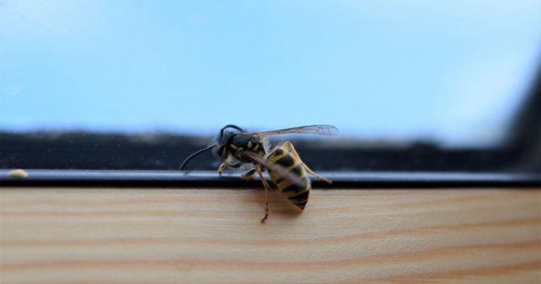 bee outside your window Ideapod - Redefining Self-Development